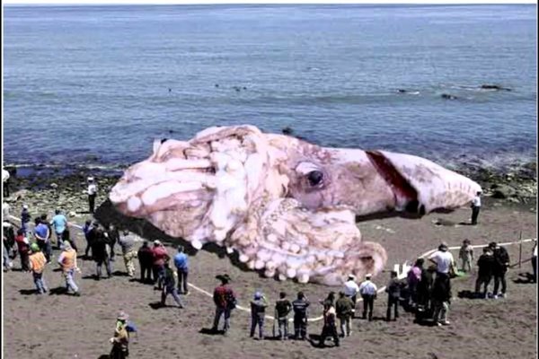 Kraken market3