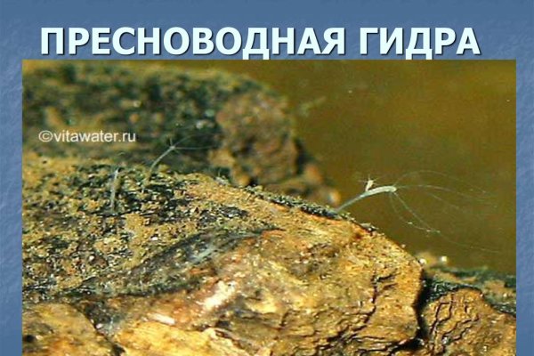 Kraken darknet зеркала