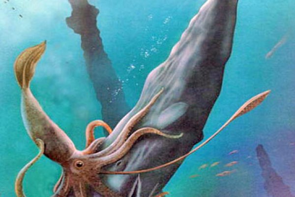 Kraken kraken link24 info
