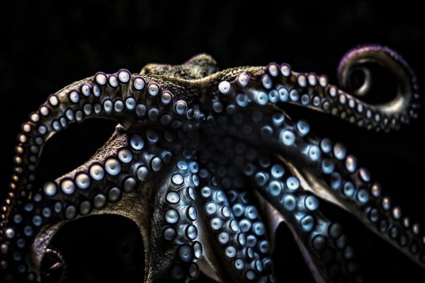 Kraken 14at